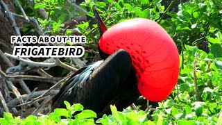 Frigatebird Facts the BIRD with the RED POUCH  Animal Fact Files [upl. by Sulecram]