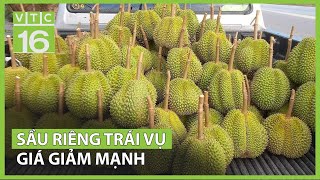 Giá sầu riêng trái vụ giảm sâu  VTC16 [upl. by Dardani]