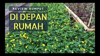 Review Rumput Arachis Pintoi di Depan Rumah  Watana Depok 6 [upl. by Ridinger]