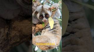 incredible facts about slow loris slowloris animals youtubeshorts trending shorts shortvideo [upl. by Notnek396]