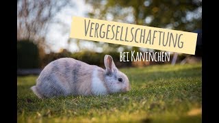 Vergesellschaftung von Kaninchen I Tipps Infos und Fehler [upl. by Giddings397]