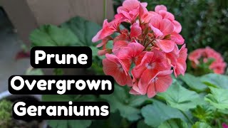 How to Prune Overgrown Geraniums amp Take Cuttings The Easy Way 🌸🌱 Pelargonium Propagation [upl. by Cairns]