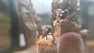 Typhochlaena seladonia FH3  L3 am fressen tarantel tarantula vogelspinne ptasznik [upl. by Tybalt]