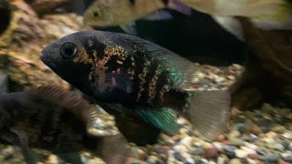 Two underrated Central American cichlids Oscura Heterospila amp Cryptoheros Panamensis [upl. by Nohtan]