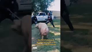 Los llamé para que atrapén al cerdo y terminamos divirtiéndonos 🤣🐷 policia florida cerdo humor [upl. by Imojean582]