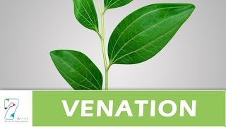 Venation of leaf [upl. by Hanna574]