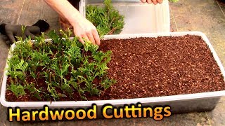 Hardwood Propagation of Thuja Green Giant Arborvitae Part 1  Rooting Cuttings for a Privacy Hedge [upl. by Toffey]