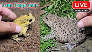 Boing boing catch frogs funny wep wep  funny frogs catching make you laugh [upl. by Bunny]