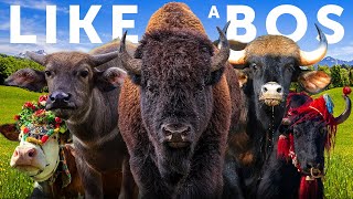 All 18 “Wild Cattle” Species amp The History of Domestic Cattle [upl. by Airyk311]