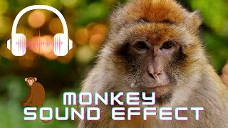 Monkey sound effect  Monkey sounds  What sounds do monkeys make [upl. by Nahum]