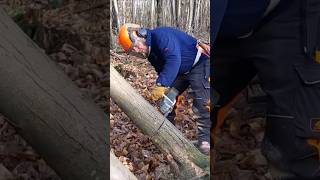 Taking Down a Hung Up Tree With a Turning Strap [upl. by Jojo]