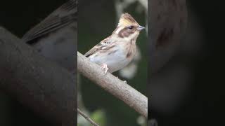 ミヤマホオジロ♀Emberiza elegans♀471野鳥shorts [upl. by Cynthla]