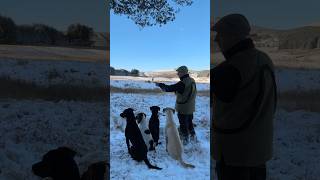 Picking up on a driven pheasant shoot labrador dog gundogs springerspaniel [upl. by Grishilda770]