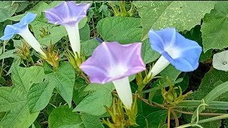 ipomoea flowers  natures view [upl. by Dustie]