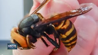 Asian Giant Hornets found in the United States [upl. by Svend]