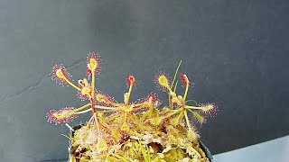 Drosera madagascariensis timelapse 2023 [upl. by Tevis]