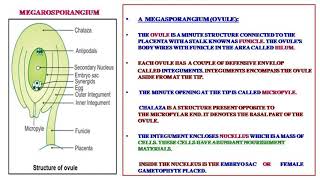 pistil megaspore megasporogenesisembryo sac [upl. by Opaline155]