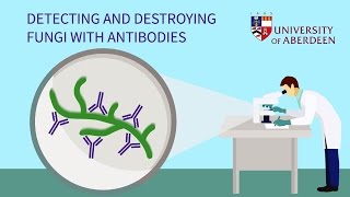 Detecting and Destroying Fungi with Antibodies [upl. by Thursby]