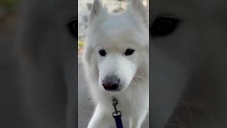 samoyedpuppy dog samoyed pets samoyedclub cute doglover cutedog [upl. by Ashil]