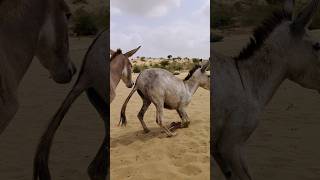 Donkeys Alone But Happy animals animals funny [upl. by Erolyat]