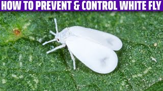 White Fly – How to prevent and control it [upl. by Ayikan]