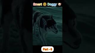 Dog fight  part 6  short movie clip  movie short [upl. by Alemahs958]