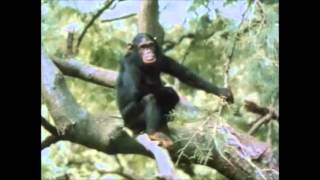 The Chimps of Gombe Part 5 [upl. by Lona]