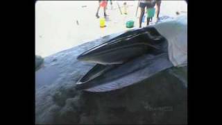 Brydes Whale Dying from Plastic Bag Ingestion [upl. by Mufinella]