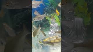 aquarium fish song download in HD video songs free to talk with me [upl. by Ford]