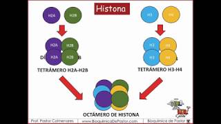 Histonas y Nucleosomas  Ácidos Nucleicos parte V [upl. by Ffej]