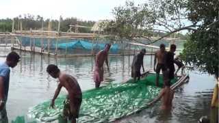 Bangus bangus bangus  fishpond in Butuan [upl. by Ellevel]