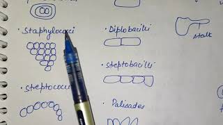 Classification of Bacteriabacilluscoccimicrobiologyshape of bacteriavibrioH pyloripseudomonas [upl. by Dnalkrik]