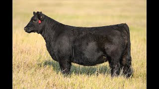 Reimann Pasture Sale 2024  Tag 100 [upl. by Tama]