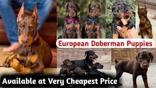 European Doberman Puppies For Sale  All India Delivery  Best Quality Doberman Dog [upl. by Eikciv191]