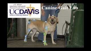 UCDavis Vet School Canine Gait Lab [upl. by Ris388]