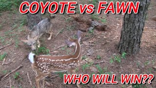 COYOTE VS FAWN Right Beside Me WHO WILL WIN Rare Footage [upl. by Adnamma187]