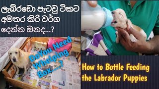 How to Bottele Feed the Labrador puppiesඅමතර කිරි වර්ග දෙන්න ඔනෙදlabradorretriever puppies [upl. by Jessy]