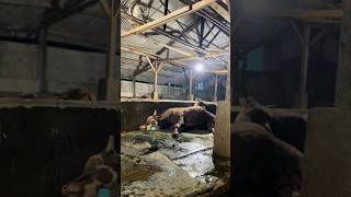 Sapi tidur comedy anaksapi shortvideo lucu [upl. by Sakmar]