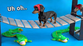 Wiener Dog Obstacle Challenge Extended Version [upl. by Einre454]