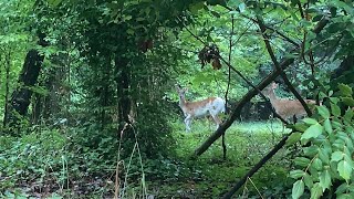 RARE Piebald Deer Sighting [upl. by Finny641]