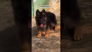 Long Coat GSD Female pup Available in Delhi gsd shorts gsdlover [upl. by Ilatfen]