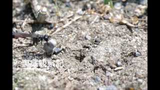 サトジガバチ  Ammophila sabulosa nipponica [upl. by Susejedairam]