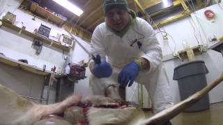 Marks Butcher Shop shows how to properly field dress your deer [upl. by Uhn]