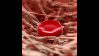 Maturation Erythropoiesis the varieties of the process of hematopoiesis during which RBCs are formed [upl. by Ollie165]