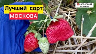 Москова🍓сортновинка 2022 КСД от компании Geoplant Vivai ИталияКупить саженцы клубник Москова [upl. by Cilegna]