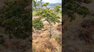 bonsai 철쭉 satsuki azaleas 대배 [upl. by Calen56]