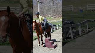 wonder woman riding a horsehorse horses horselover doglover dogowner shortvideo shorts [upl. by Dleifyar]