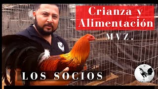 🐔 CUIDADOS Y CRIANZA DE GALLOS FINOS  Así se Desarrolla el Ave de Combate FUERTE y SANA [upl. by Pleasant]