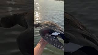 Gadwall duck duckhunter subscribe me 🦆🦆☪️🇵🇰 duckhunt [upl. by Spike495]