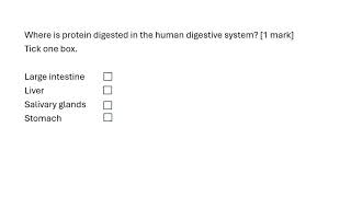 Where is protein digested [upl. by Llerrod84]